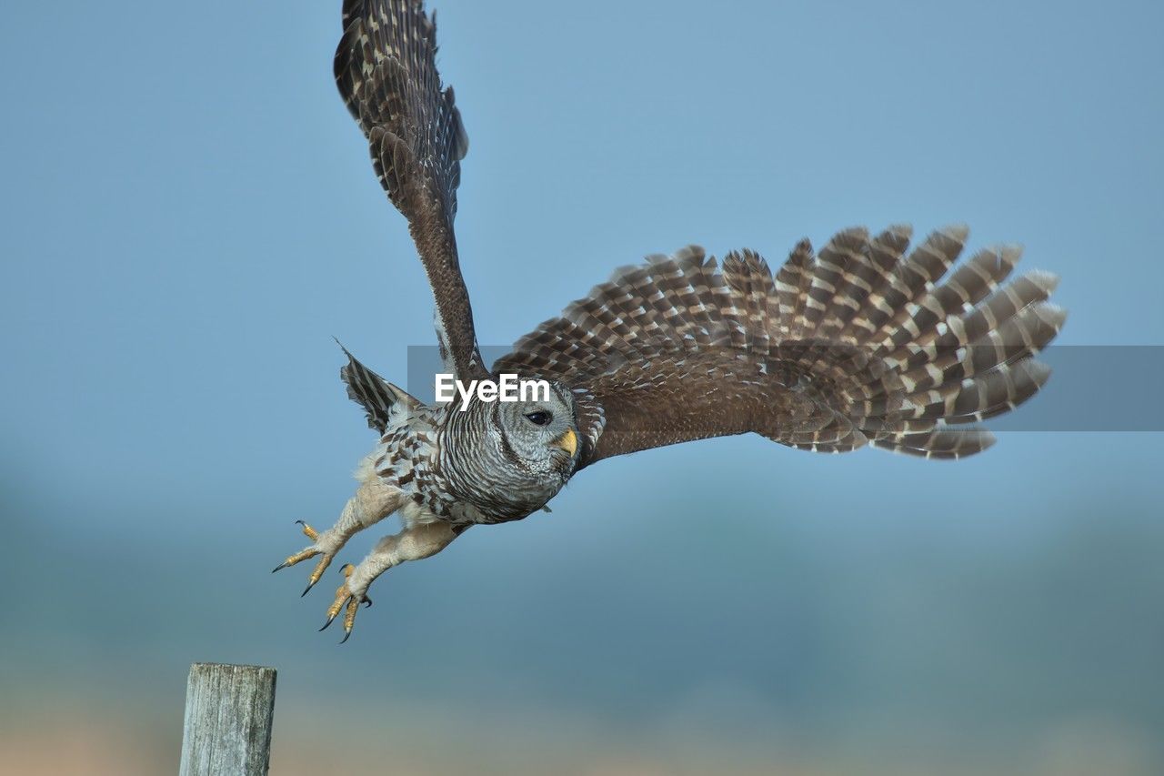 animal, animal themes, animal wildlife, bird, one animal, wildlife, bird of prey, animal body part, nature, no people, flying, sky, spread wings, day, owl, focus on foreground, outdoors, beak, falcon, hawk