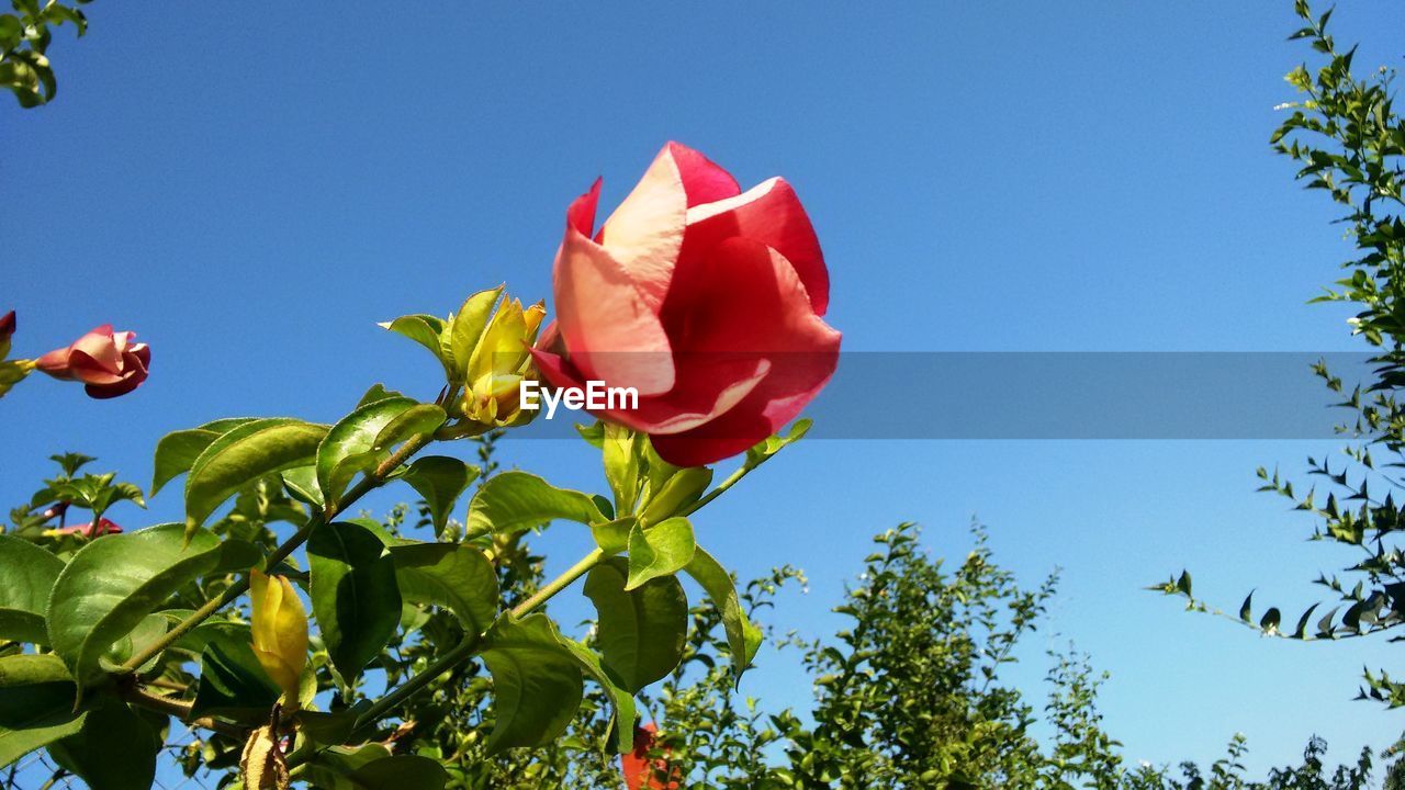 LOW ANGLE VIEW OF FLOWERS AGAINST CLEAR SKY