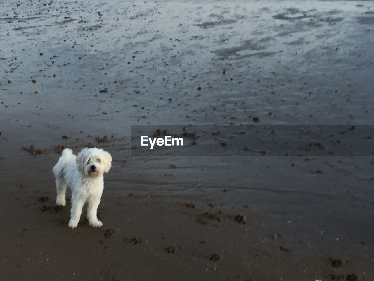 PORTRAIT OF DOG ON SAND