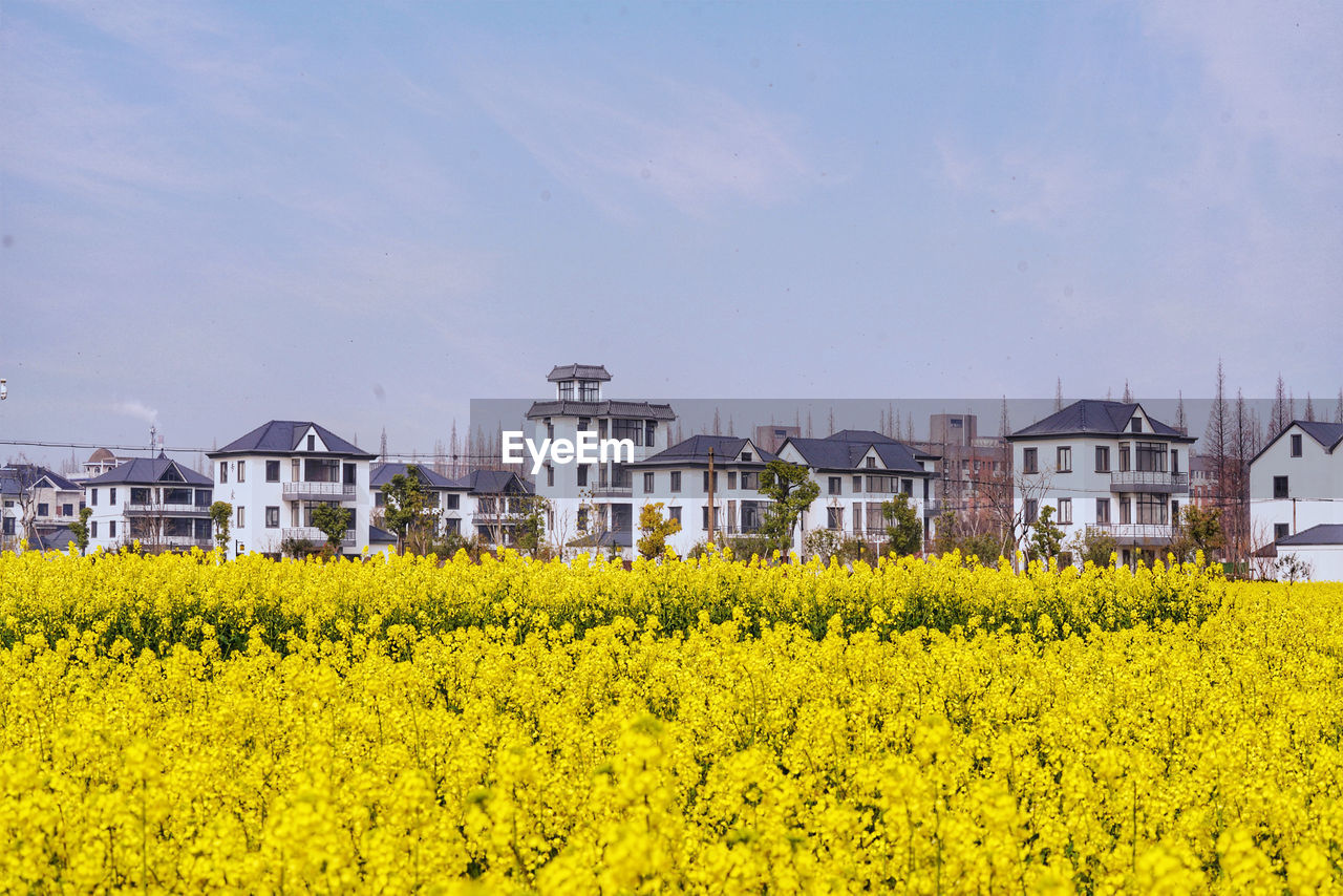 Scenic view of oilseed rape field against sky