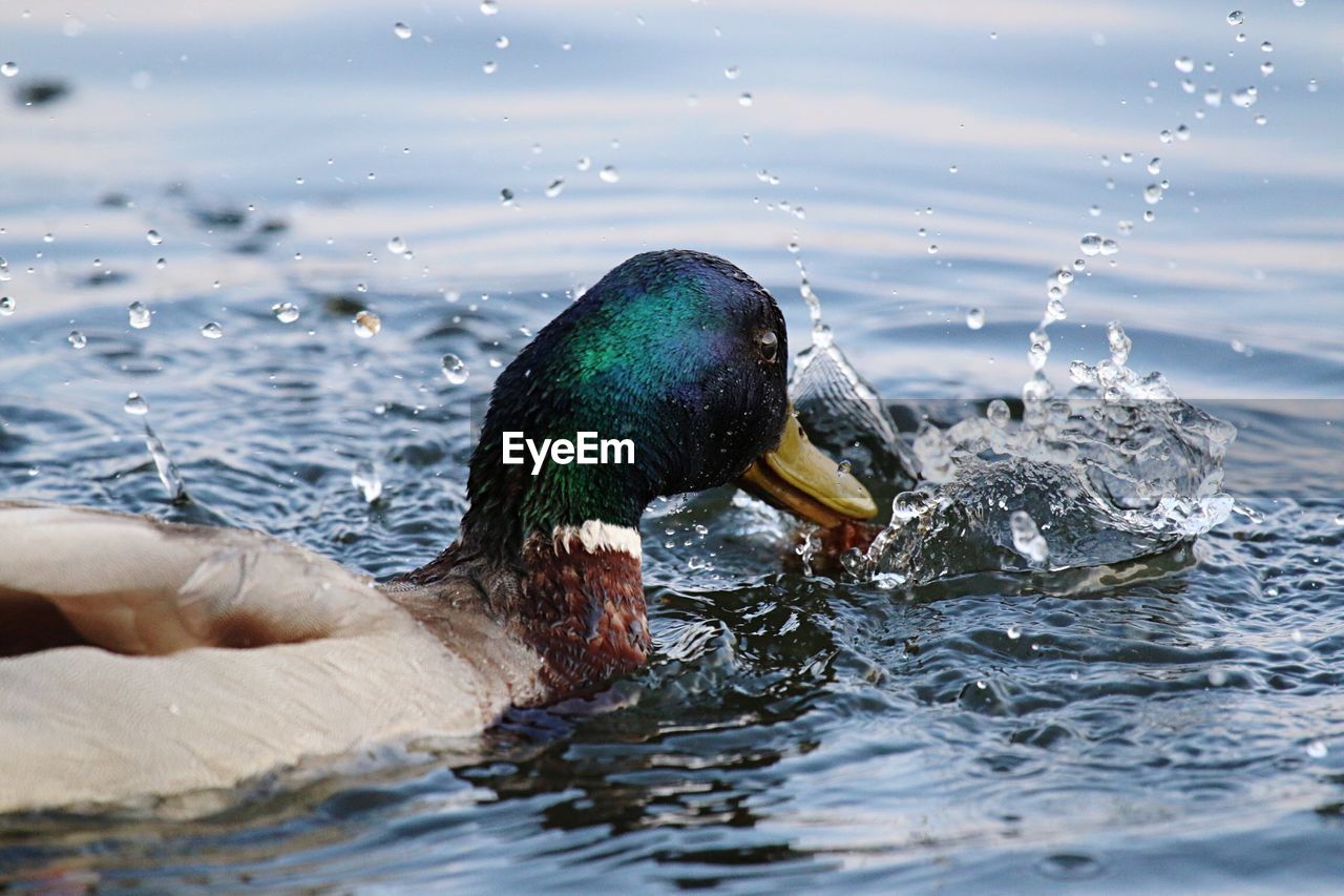 Close-up of wet mallard duck swimming in lake