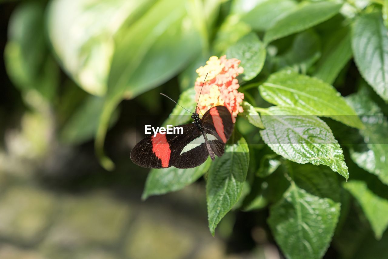 Close-up of butterfly on plant