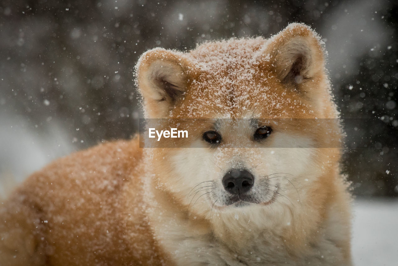 Close-up portrait of akita dog in snow