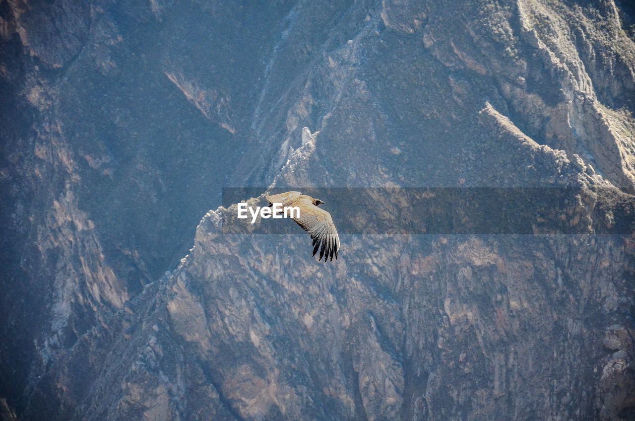 High angle view of condor flying over rock