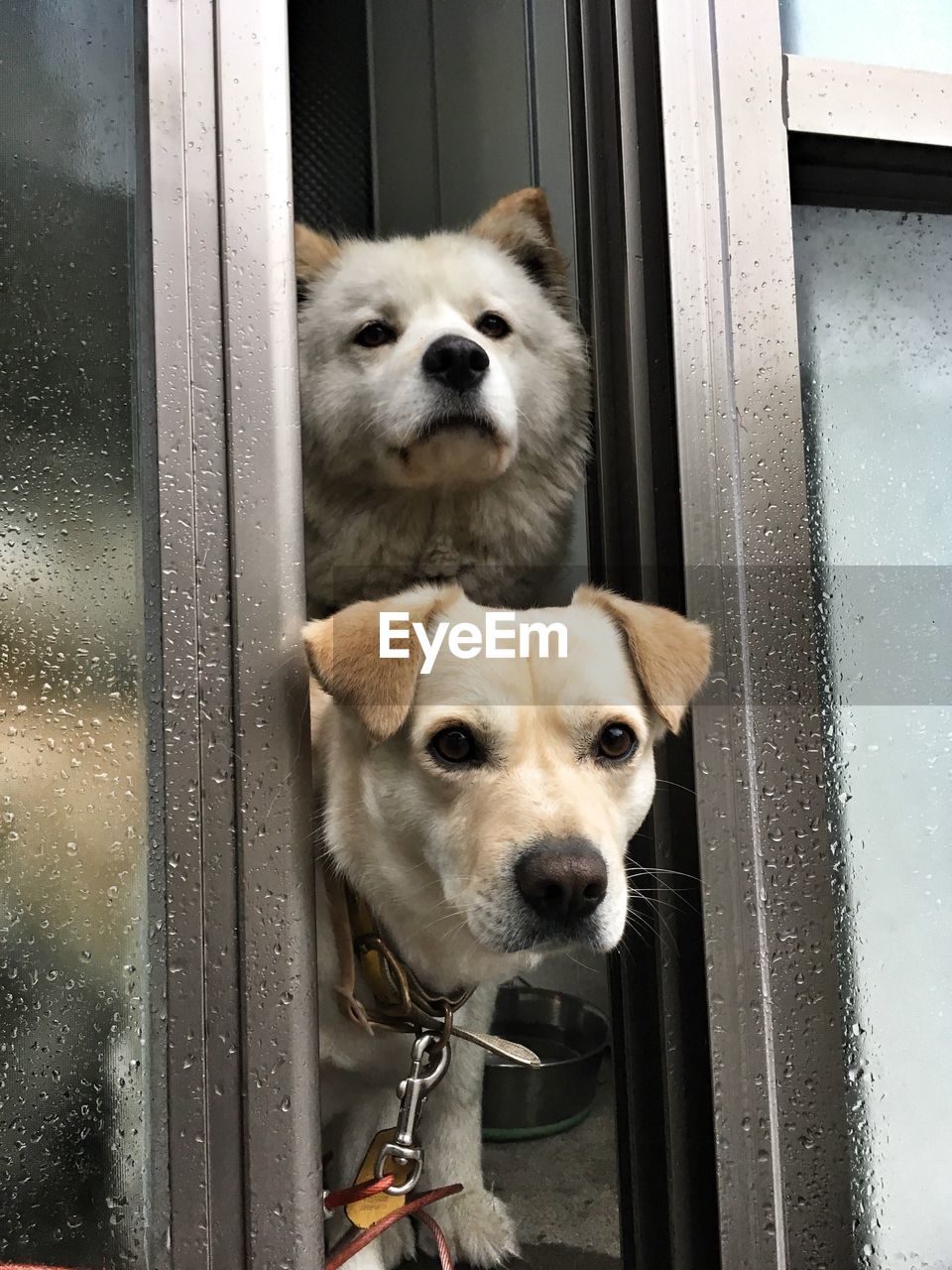 Portrait of dog looking through window