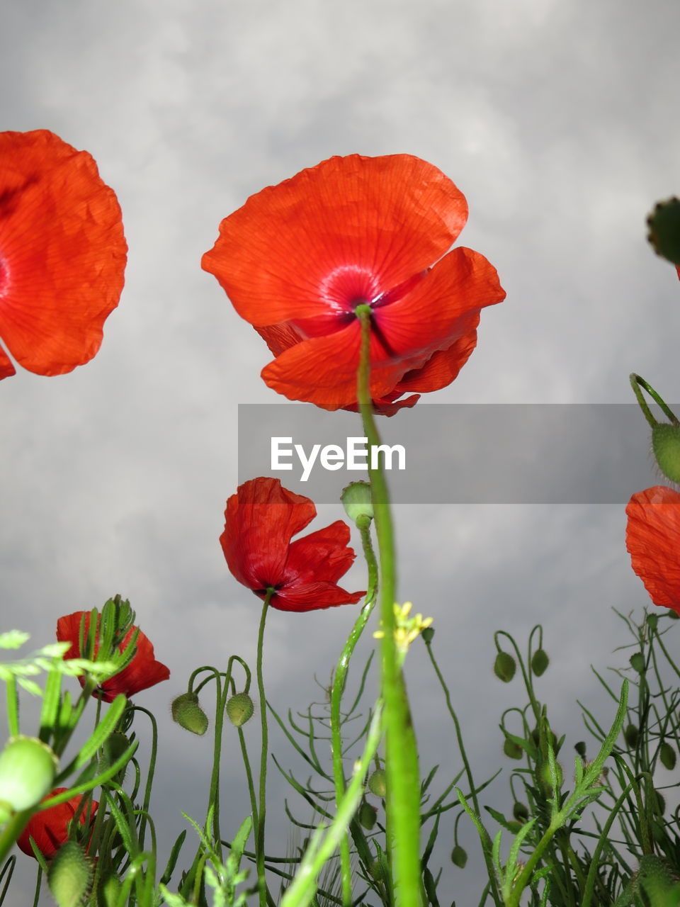 Close-up of red flower blooming in field