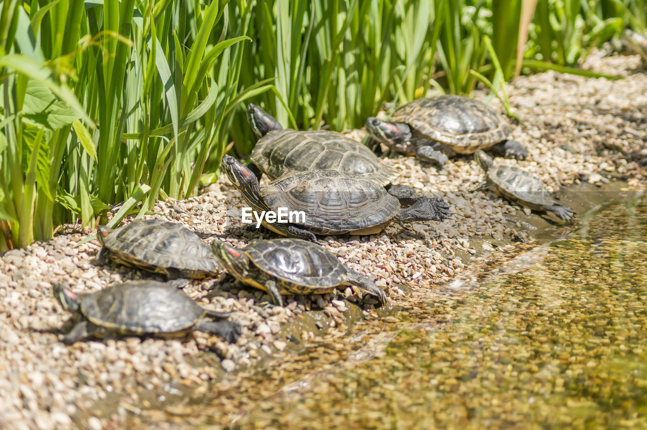 Turtle in a lake