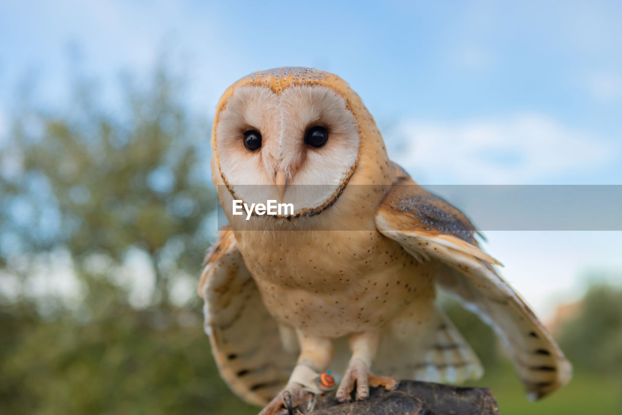 CLOSE-UP PORTRAIT OF A BIRD