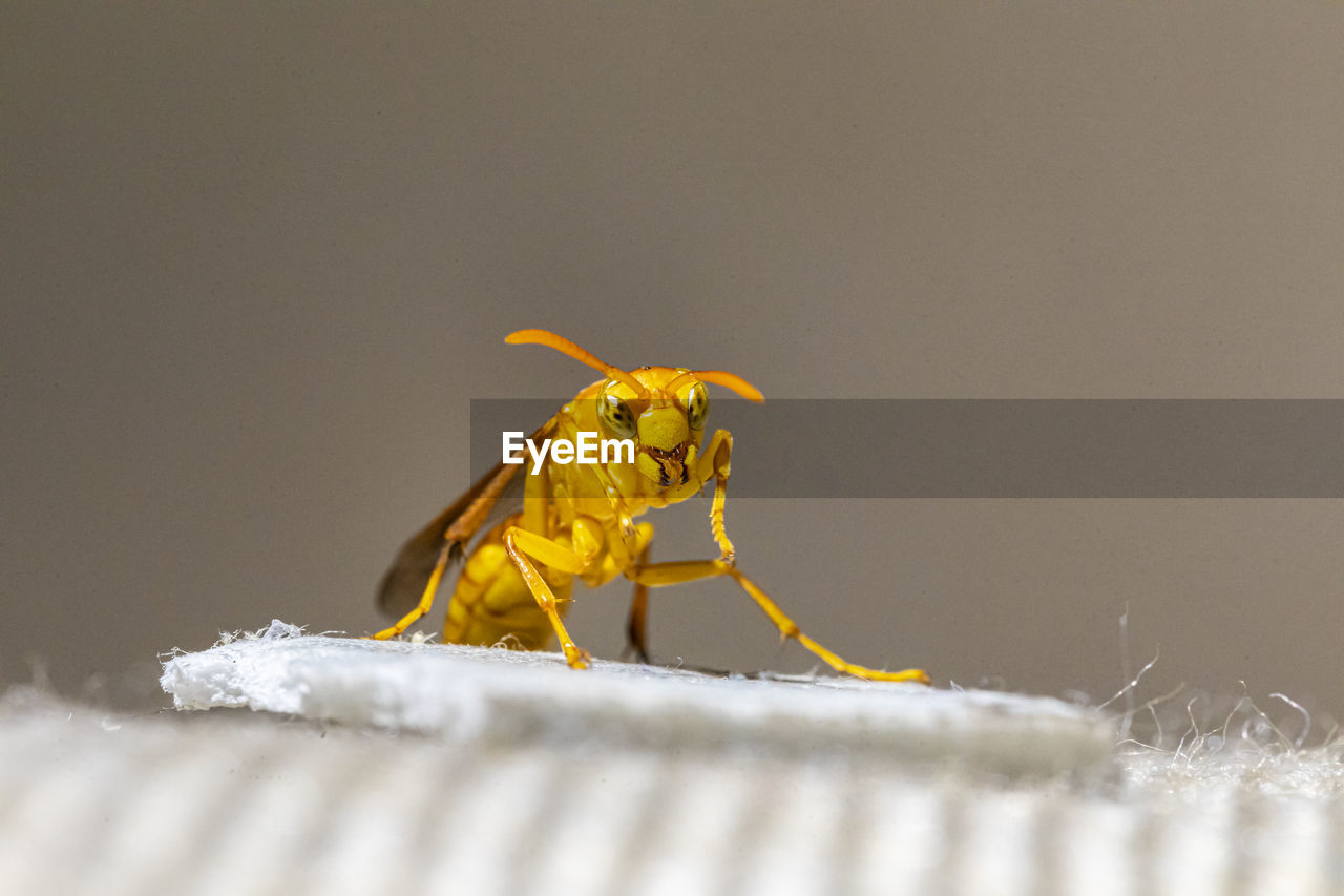 CLOSE-UP OF INSECT ON LEAF