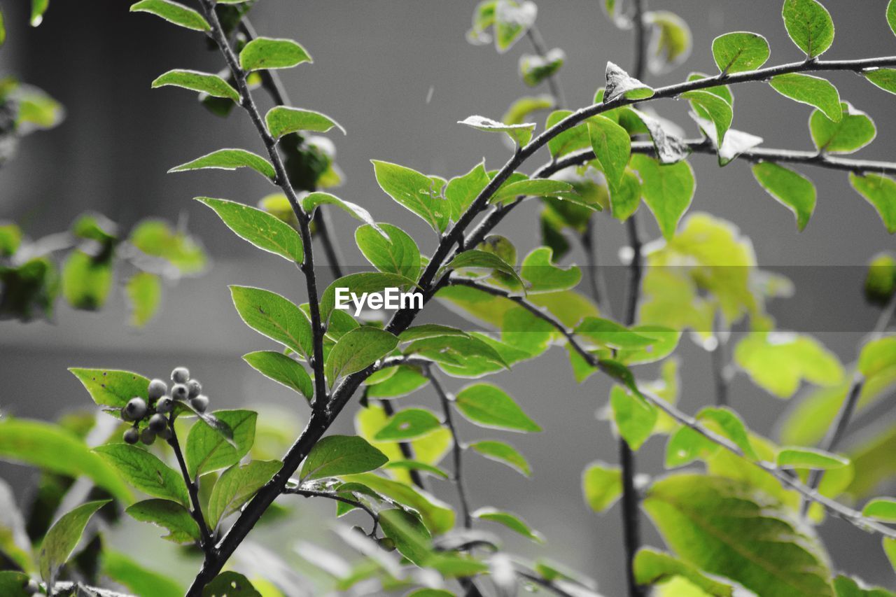 Close-up of fresh green leaves