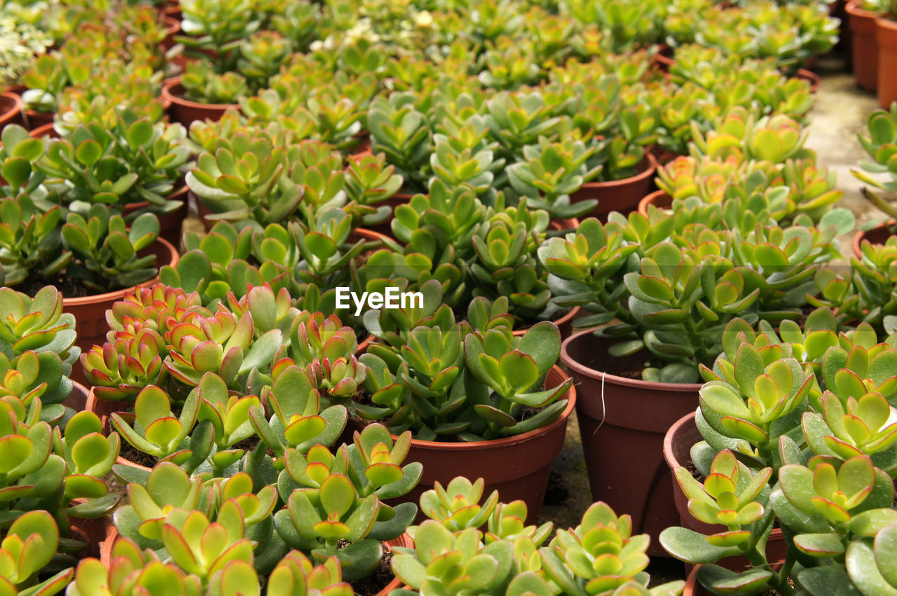 CLOSE-UP OF SUCCULENT PLANT IN POTTED PLANTS