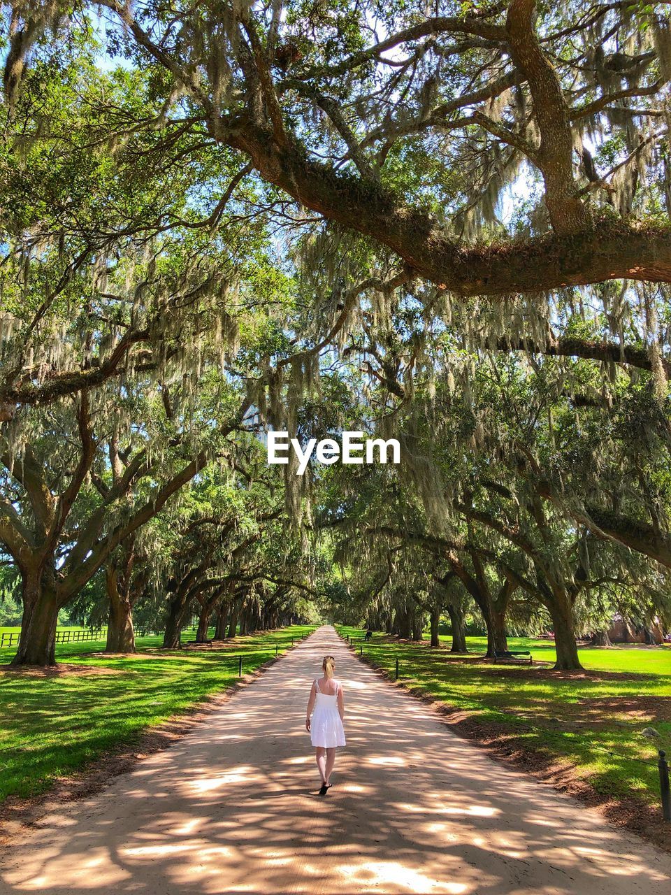 Rear view of woman walking on footpath amidst trees