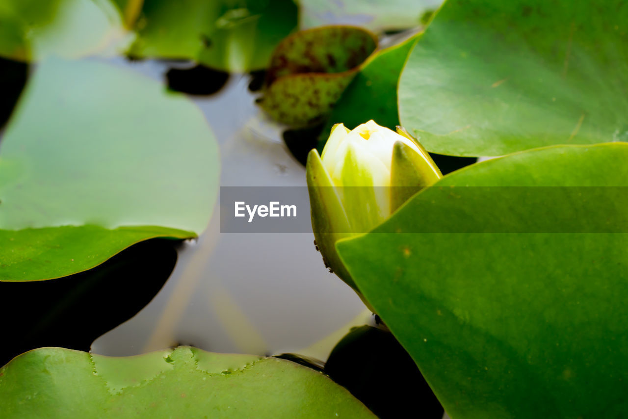 Close-up of leaves in water