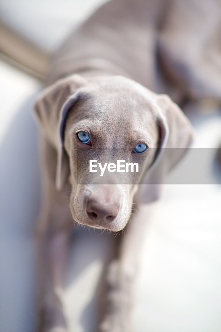 CLOSE-UP PORTRAIT OF DOG AT CAMERA