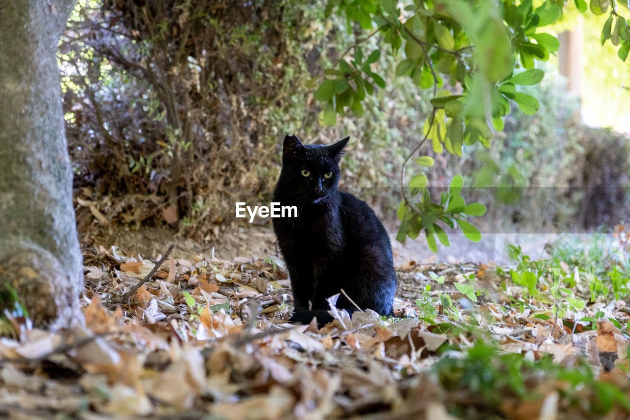 Portrait of a black cat on the grass in a park in europe