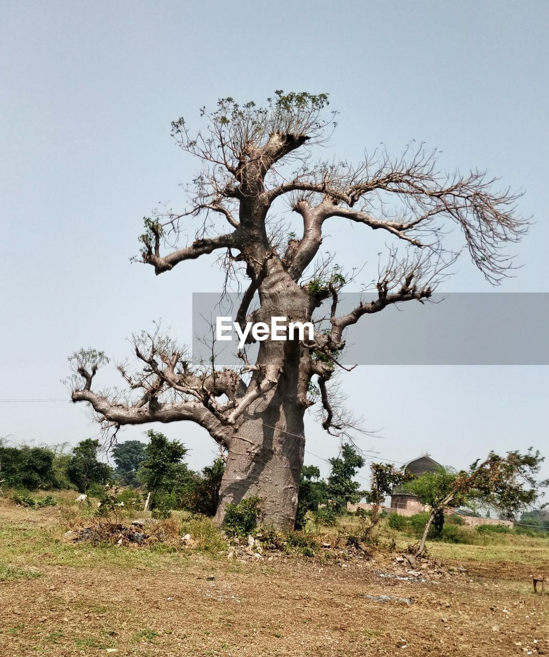 BARE TREE ON FIELD AGAINST CLEAR SKY