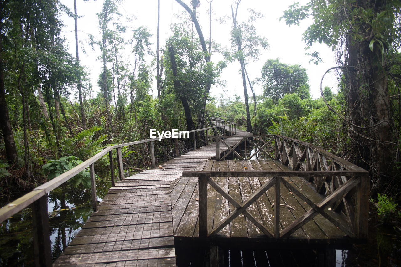 Boardwalk in forest