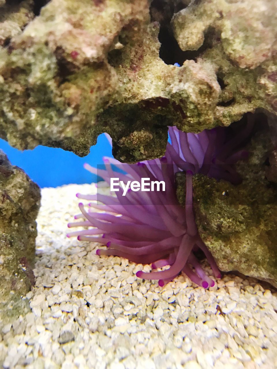 CLOSE-UP OF JELLYFISH IN SEA