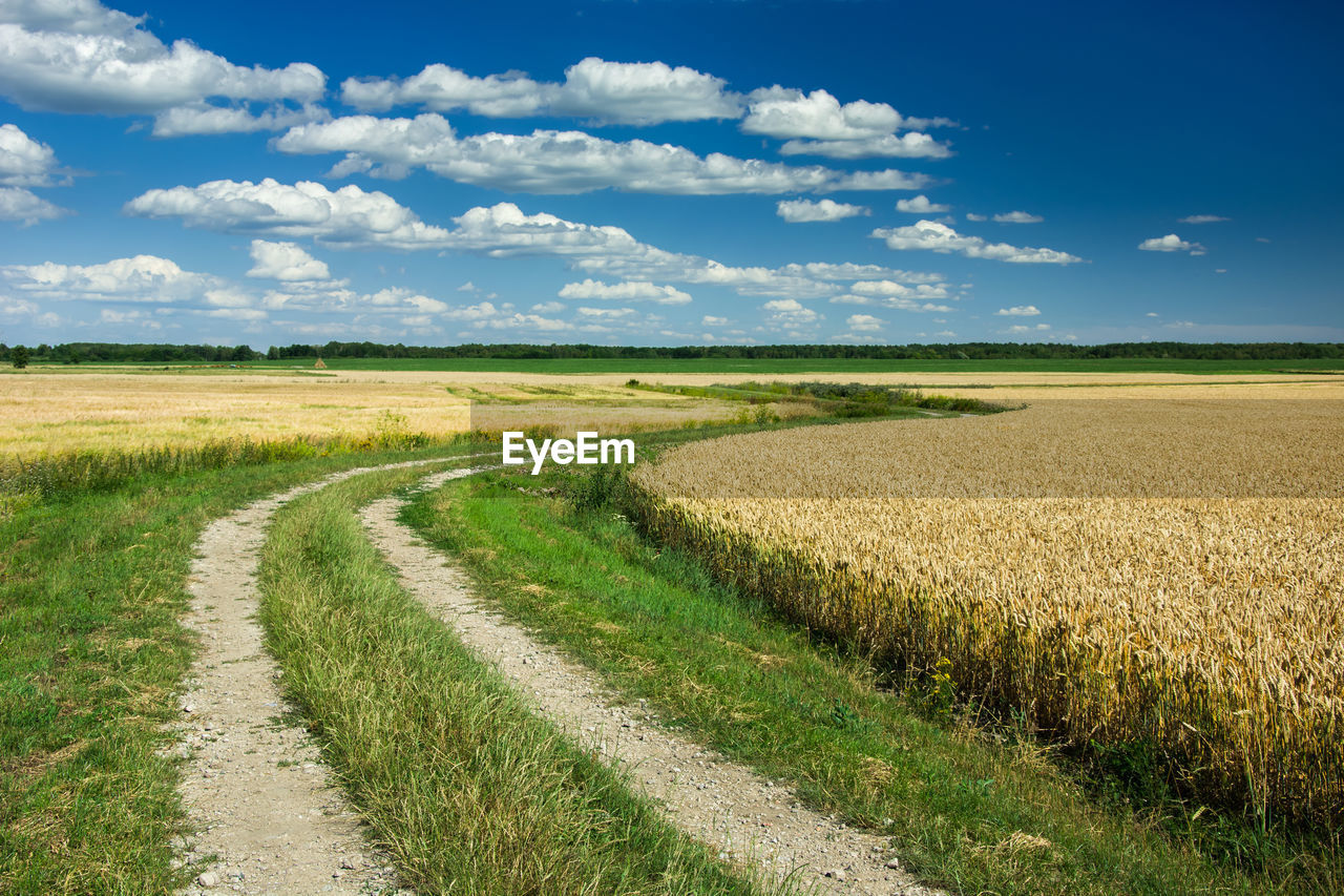 Scenic view of agricultural field against sky