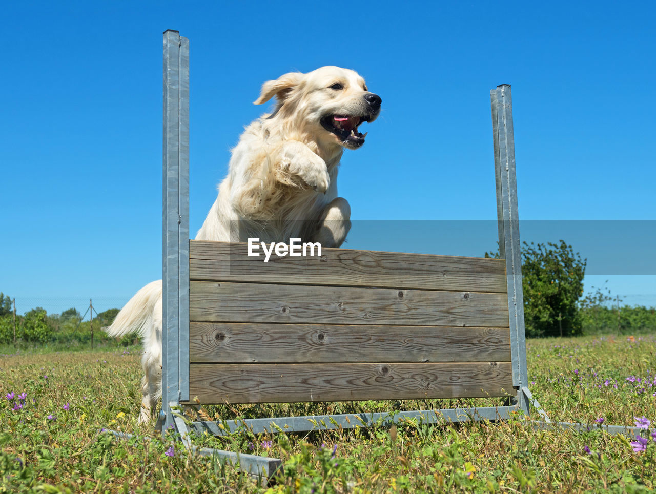 DOG SITTING ON WOODEN STRUCTURE