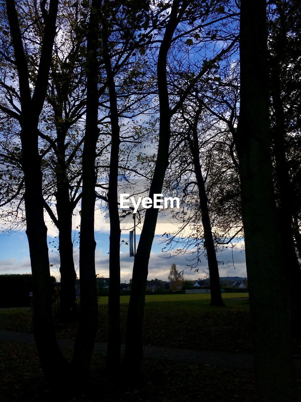 SILHOUETTE TREES ON FIELD