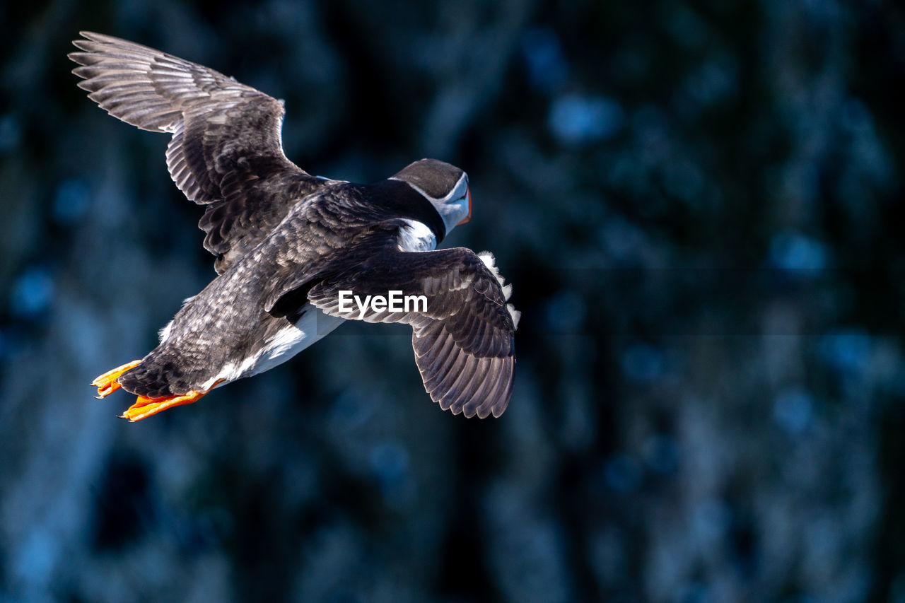 bird, flying, animal, animal wildlife, animal themes, wildlife, spread wings, one animal, bird of prey, animal body part, mid-air, beak, nature, motion, wing, animal wing, eagle, no people, outdoors, focus on foreground