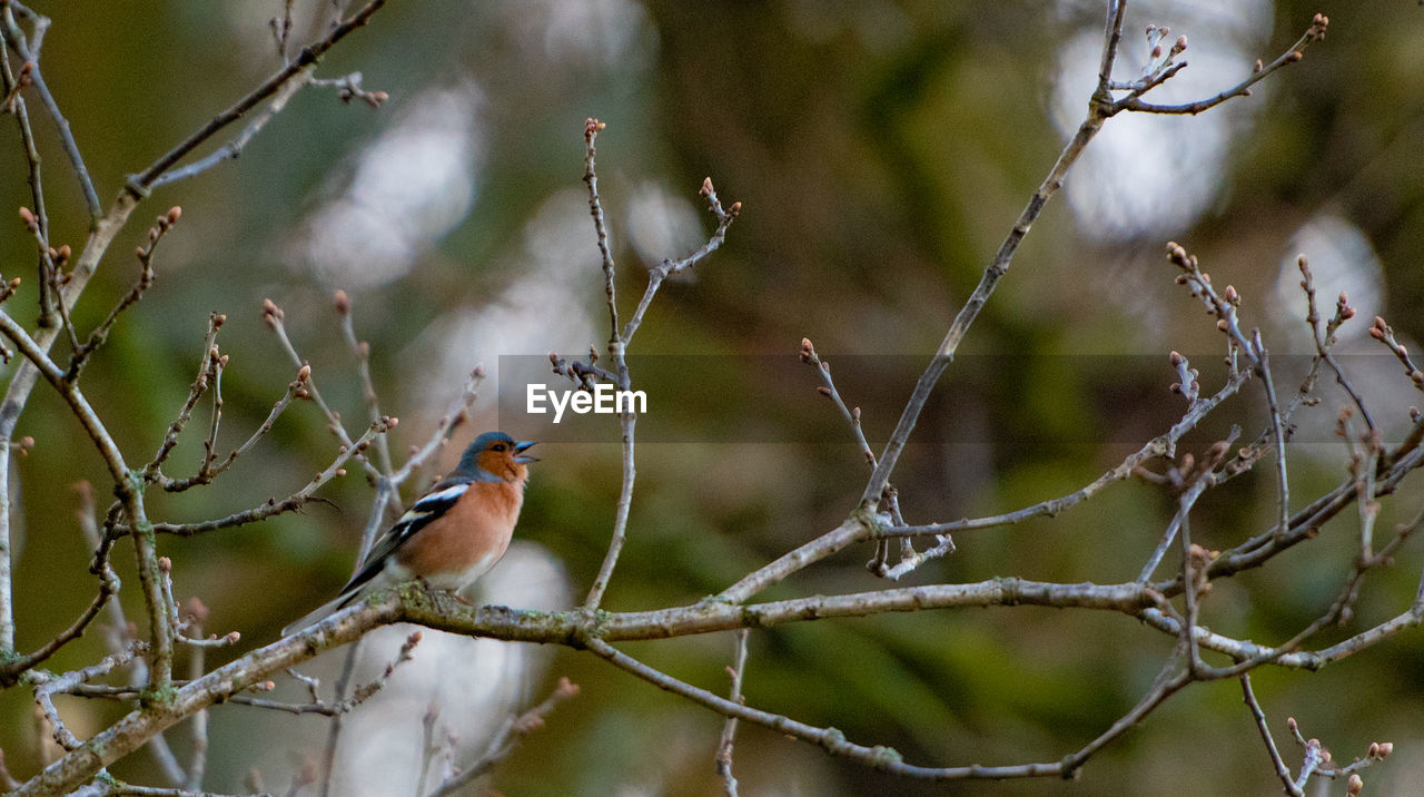 Close-up of bird perching on branch