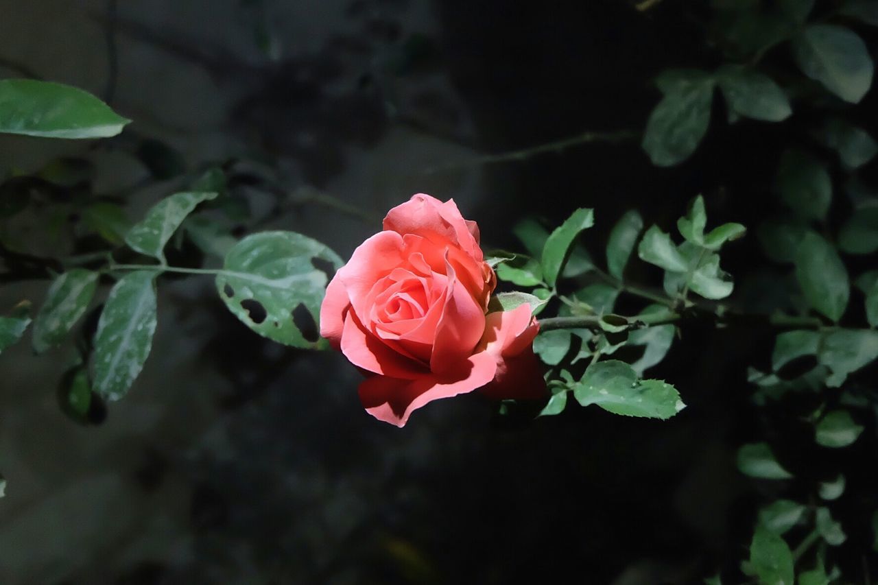 Close-up of red rose blooming in garden