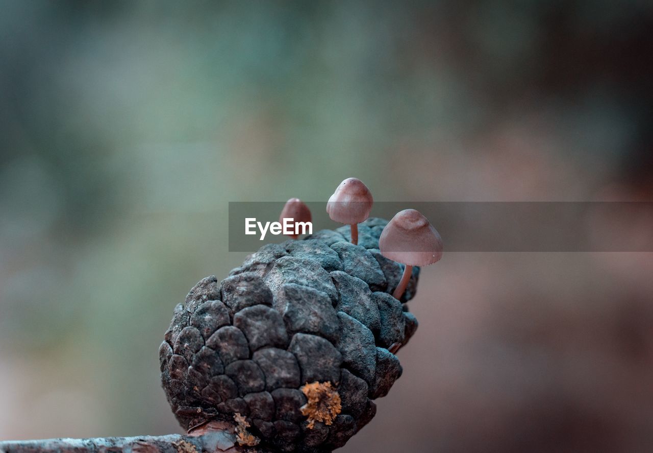 Close-up of mushroom on pine cone