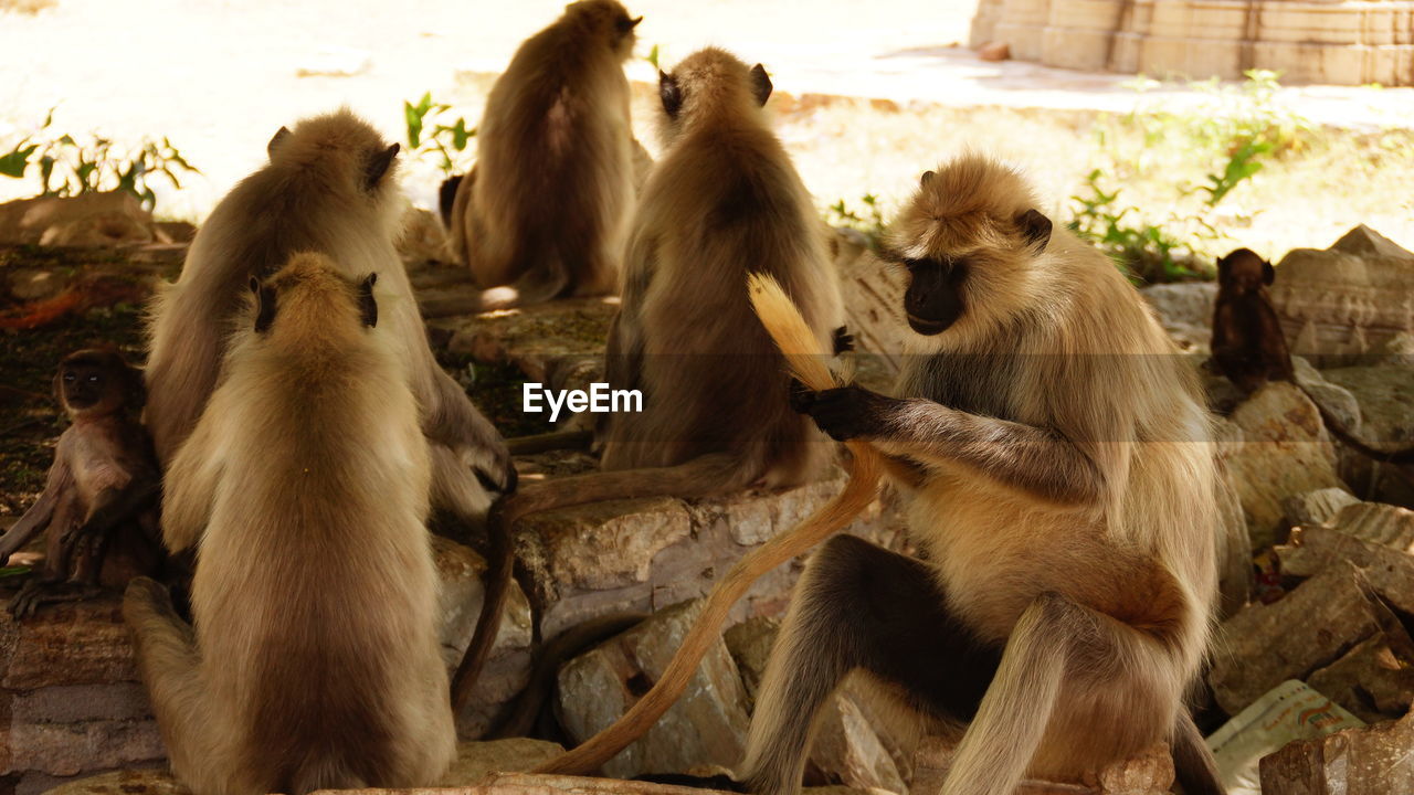 View of monkeys