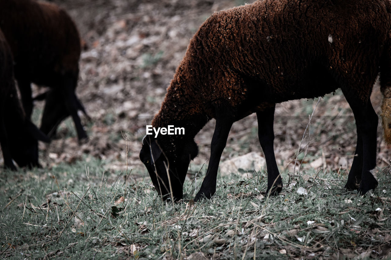 VIEW OF A HORSE GRAZING IN FIELD