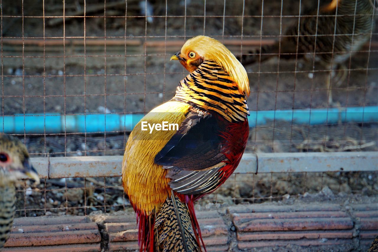 Close-up of red golden pheasant