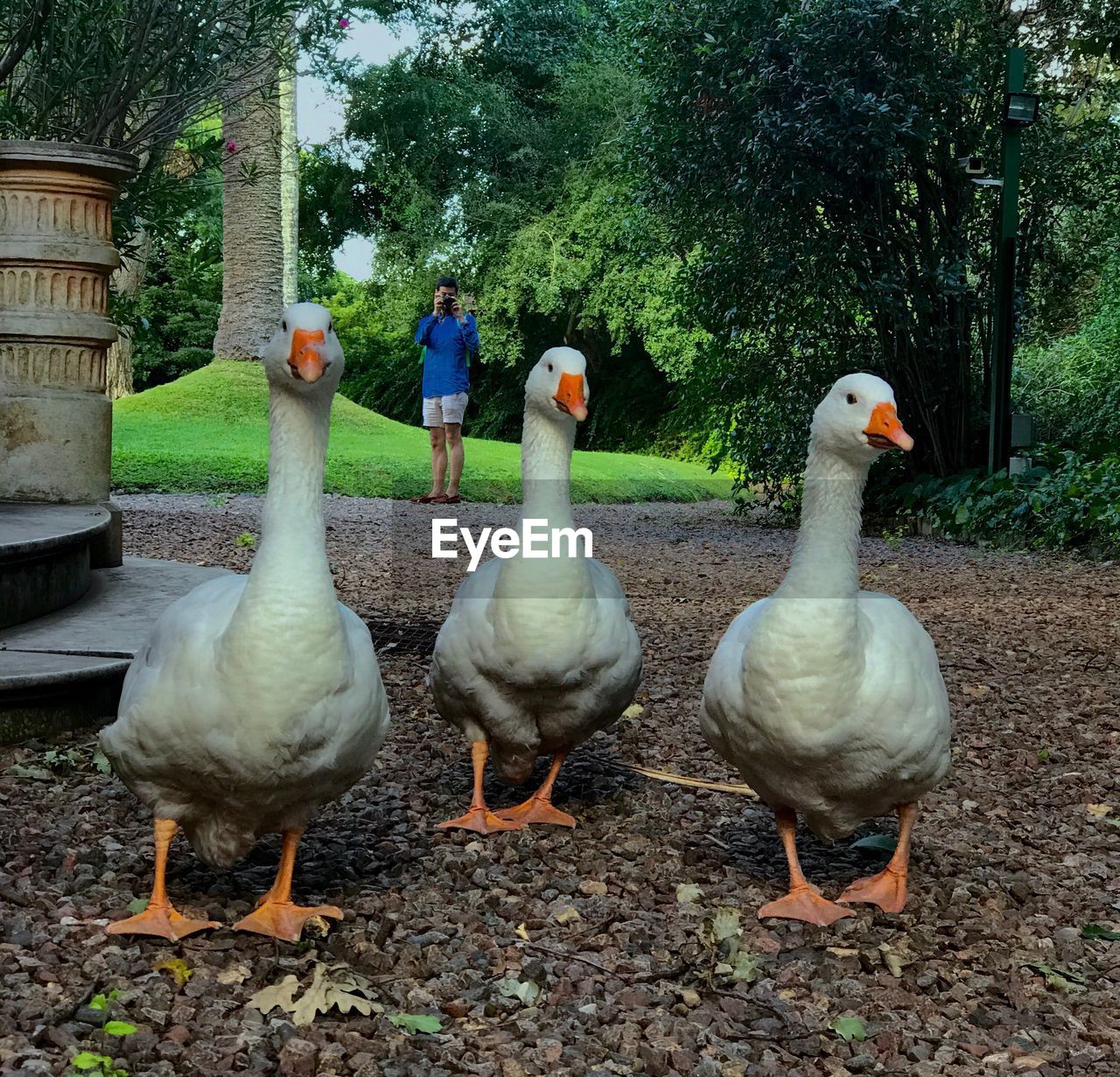 Geese perching amidst plants with man photographing in background