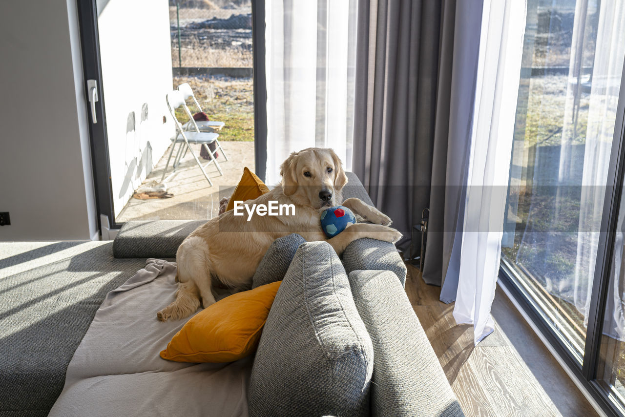 A young male golden retriever is lying on the couch backrest in the living room of the house. 