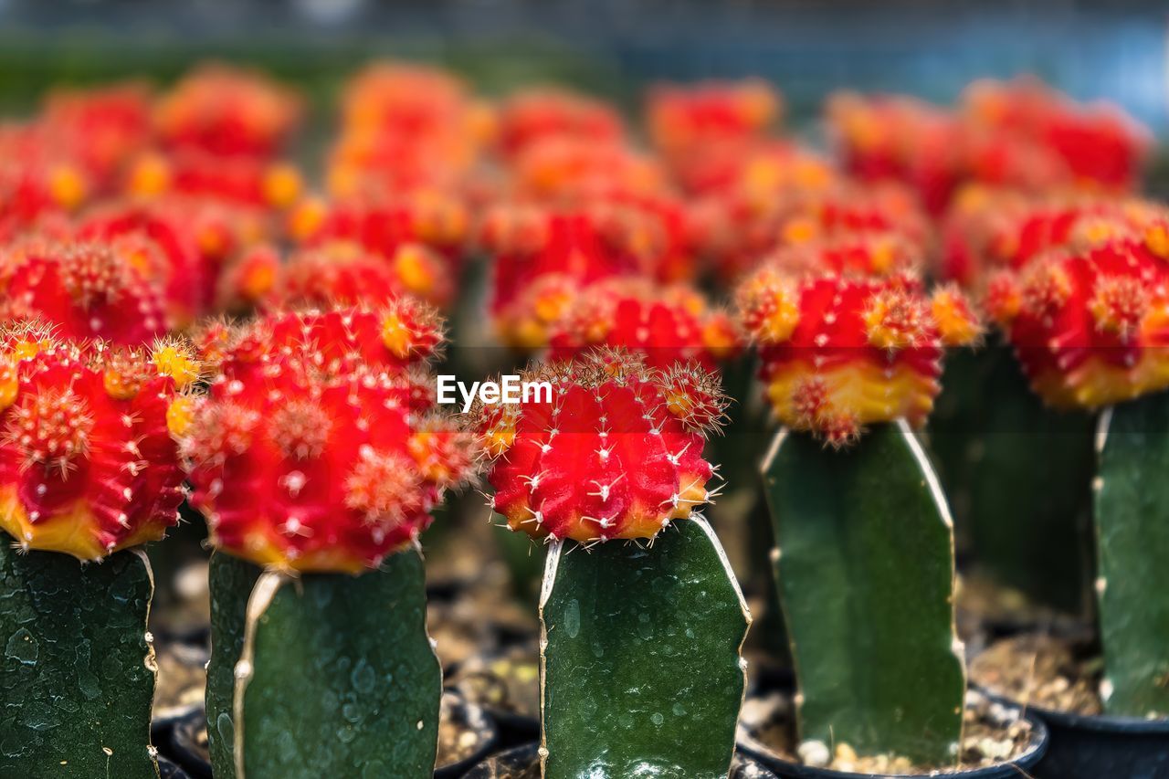 plant, nature, freshness, red, flower, growth, close-up, beauty in nature, no people, flowering plant, day, focus on foreground, outdoors, food, cactus, produce, food and drink, succulent plant, fragility