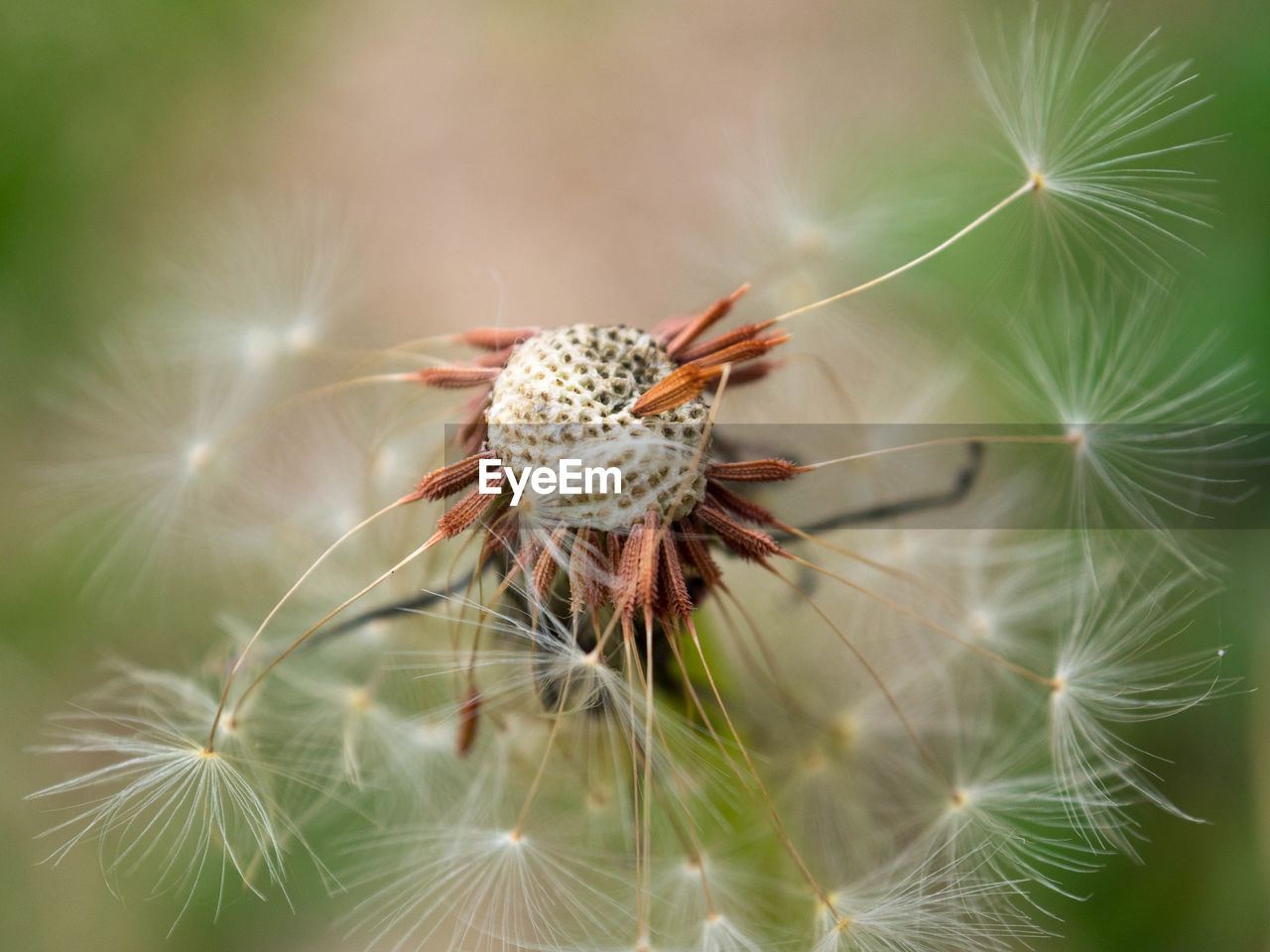 Close-up of dandelion