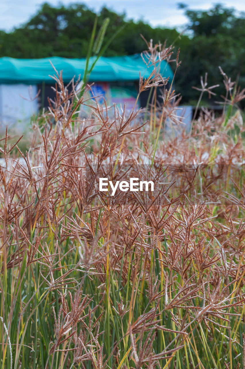 CLOSE-UP OF GRASS GROWING ON FIELD