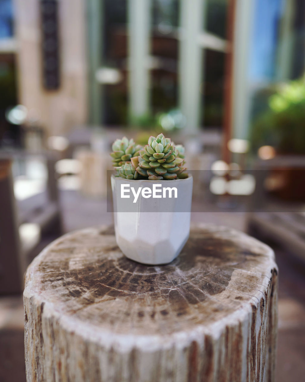 Close-up of potted plant on table