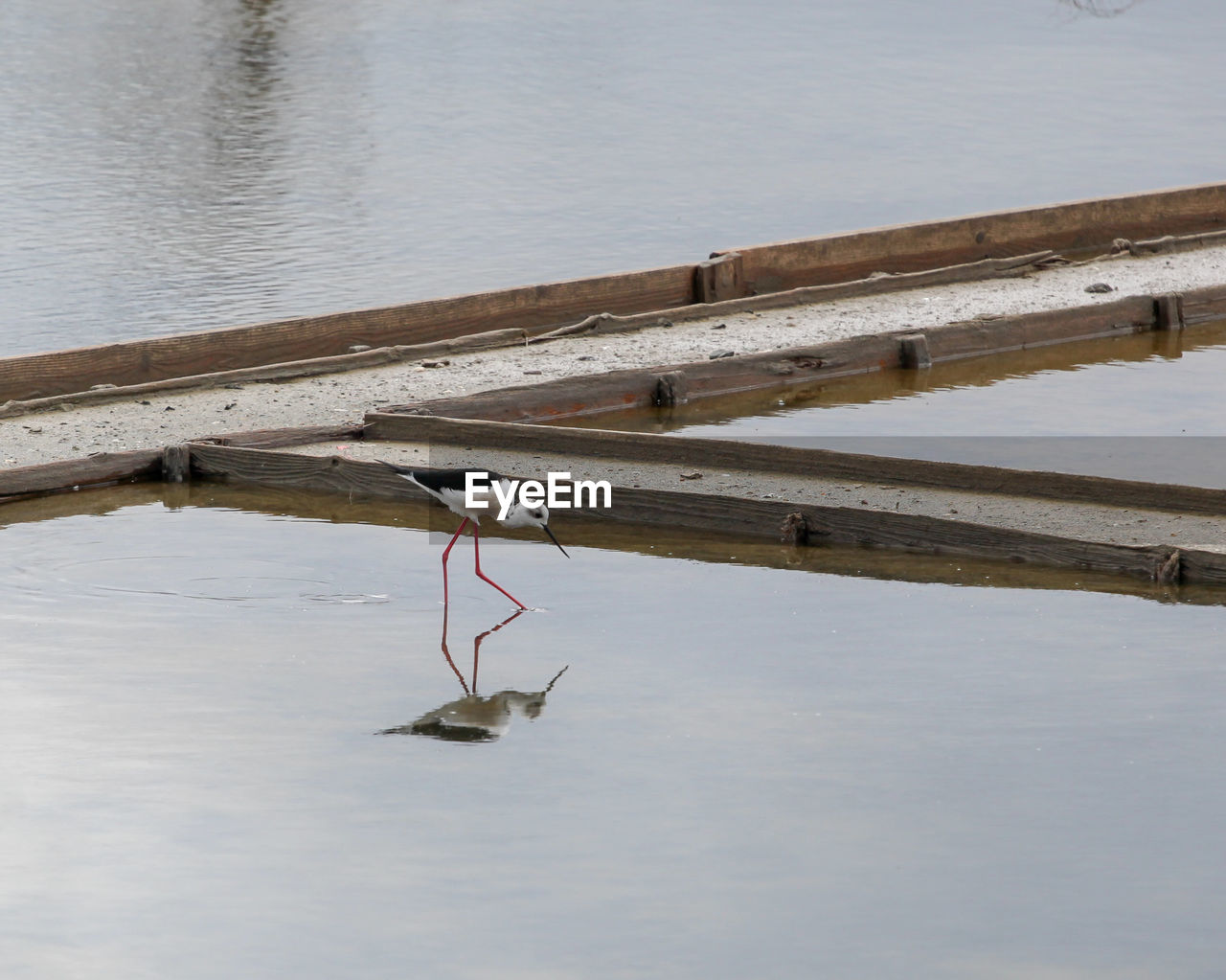 BIRD FLYING OVER LAKE