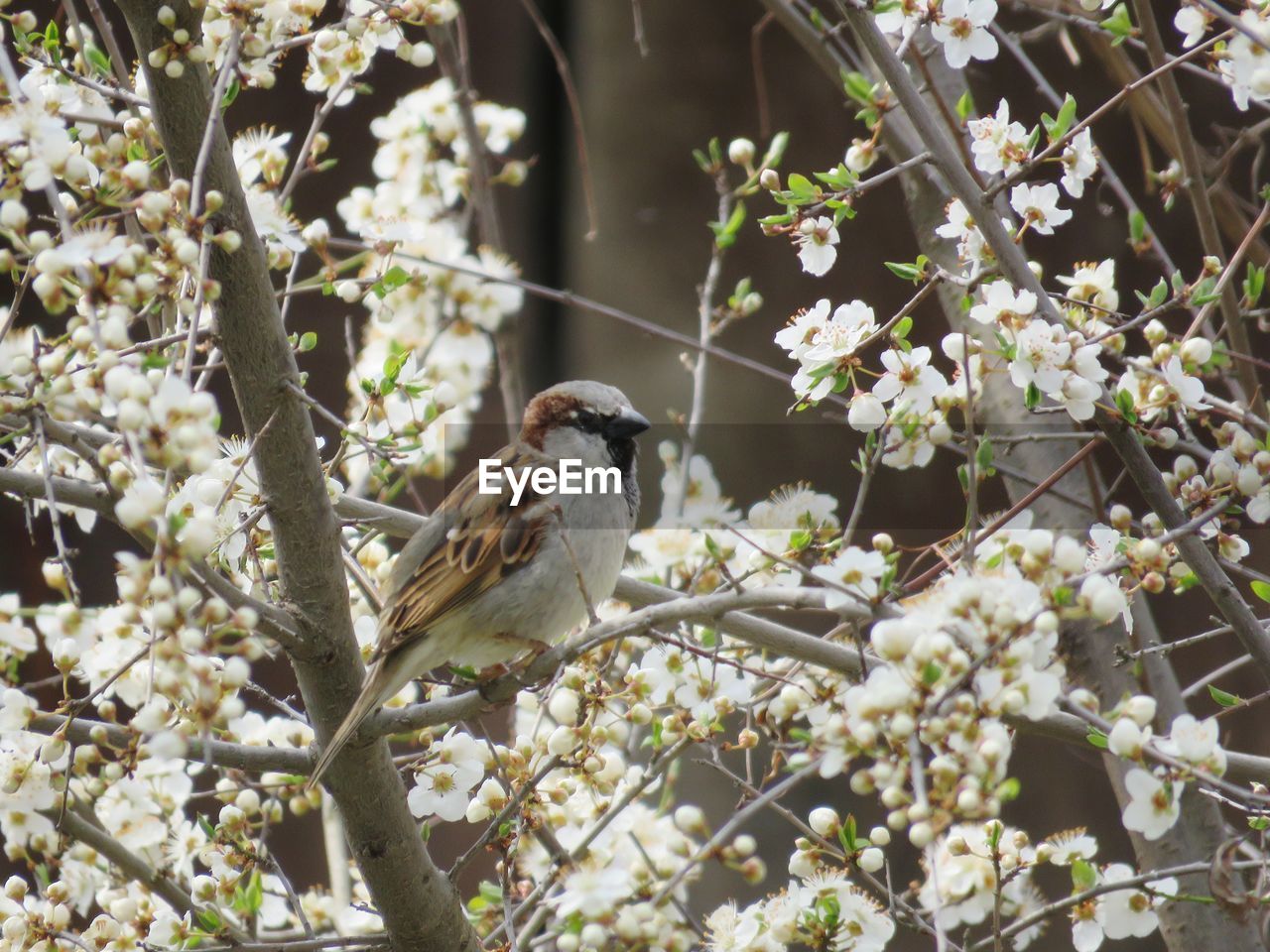 WHITE BIRD PERCHING ON FLOWER