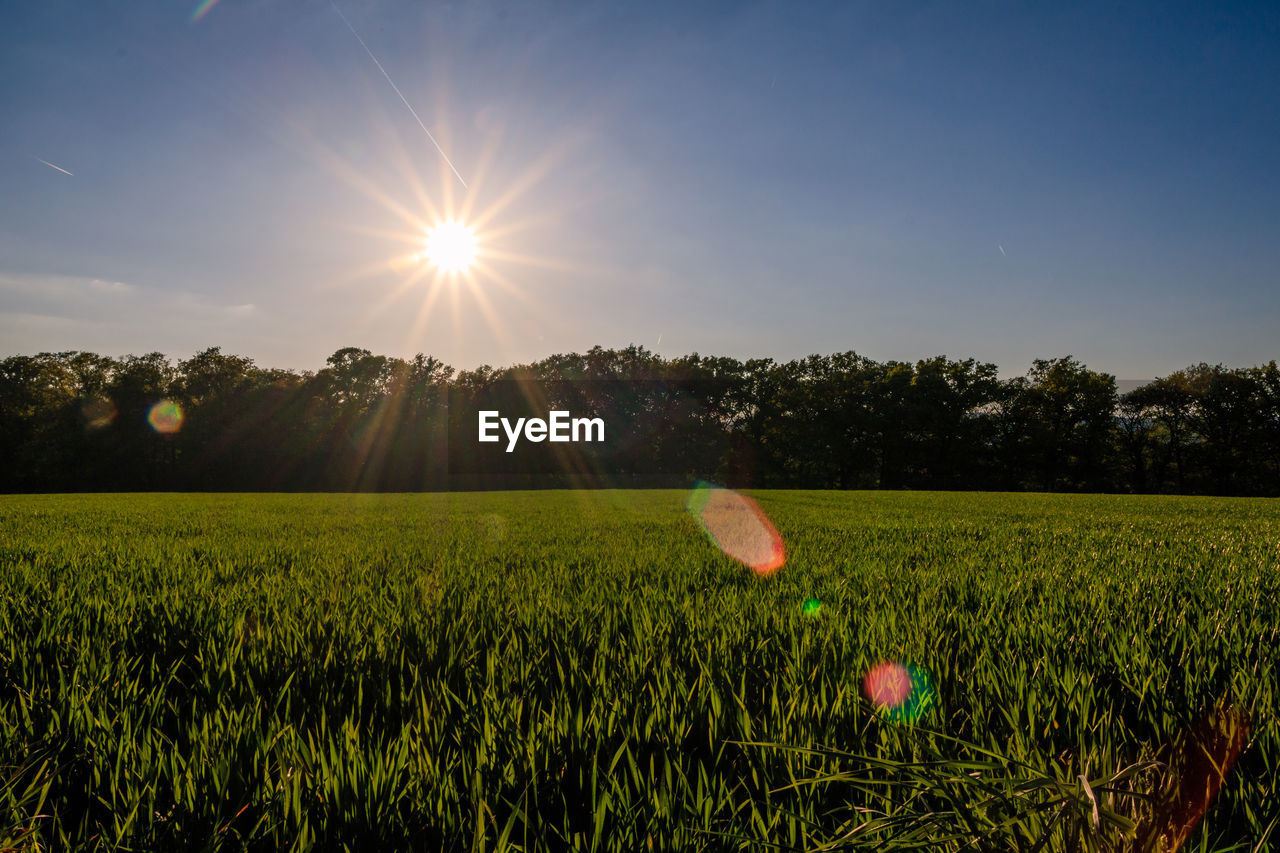 Scenic view of field against sky