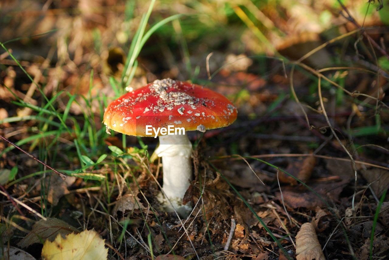 CLOSE-UP OF FLY MUSHROOM ON FIELD