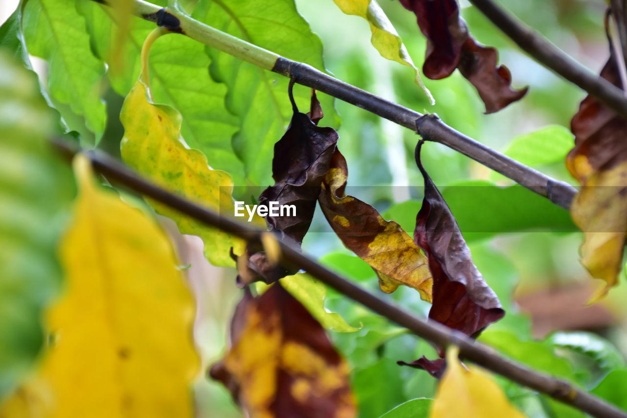 Close-up of insect on leaves