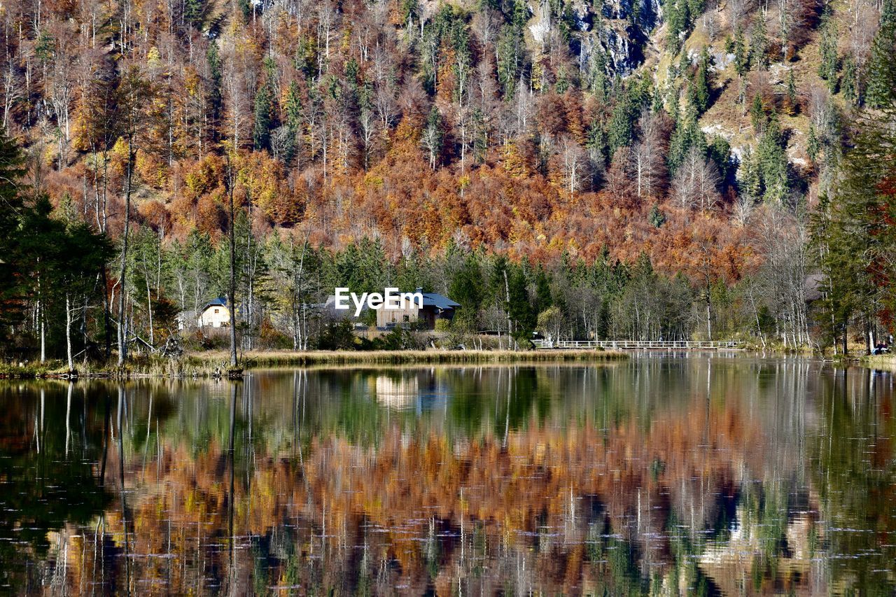 reflection, water, autumn, tree, plant, lake, beauty in nature, wilderness, nature, tranquility, scenics - nature, tranquil scene, leaf, no people, waterfront, growth, day, woodland, non-urban scene, flower, idyllic, land, forest, outdoors, landscape, wetland