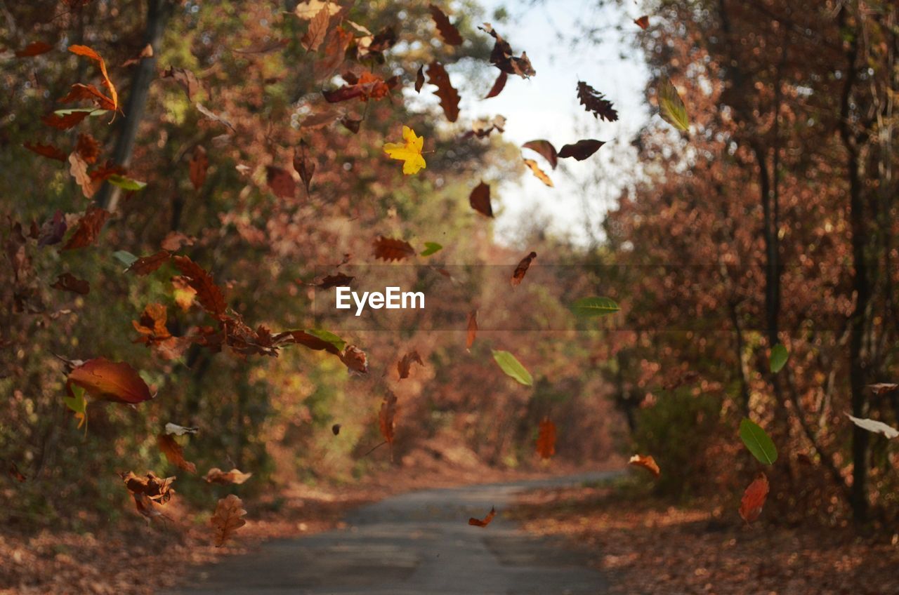 Autumn leaves on trees in forest