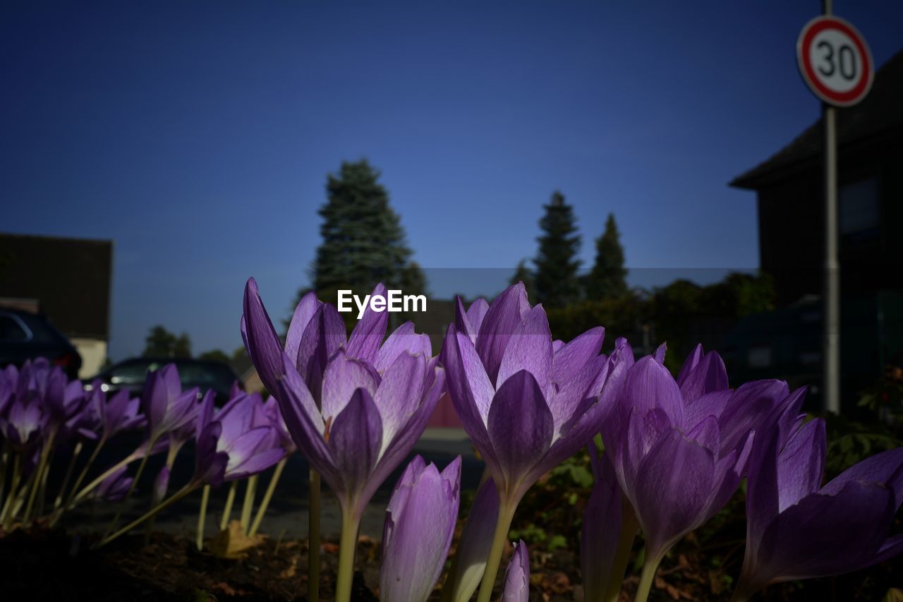 Close-up of purple crocus blooming against sky