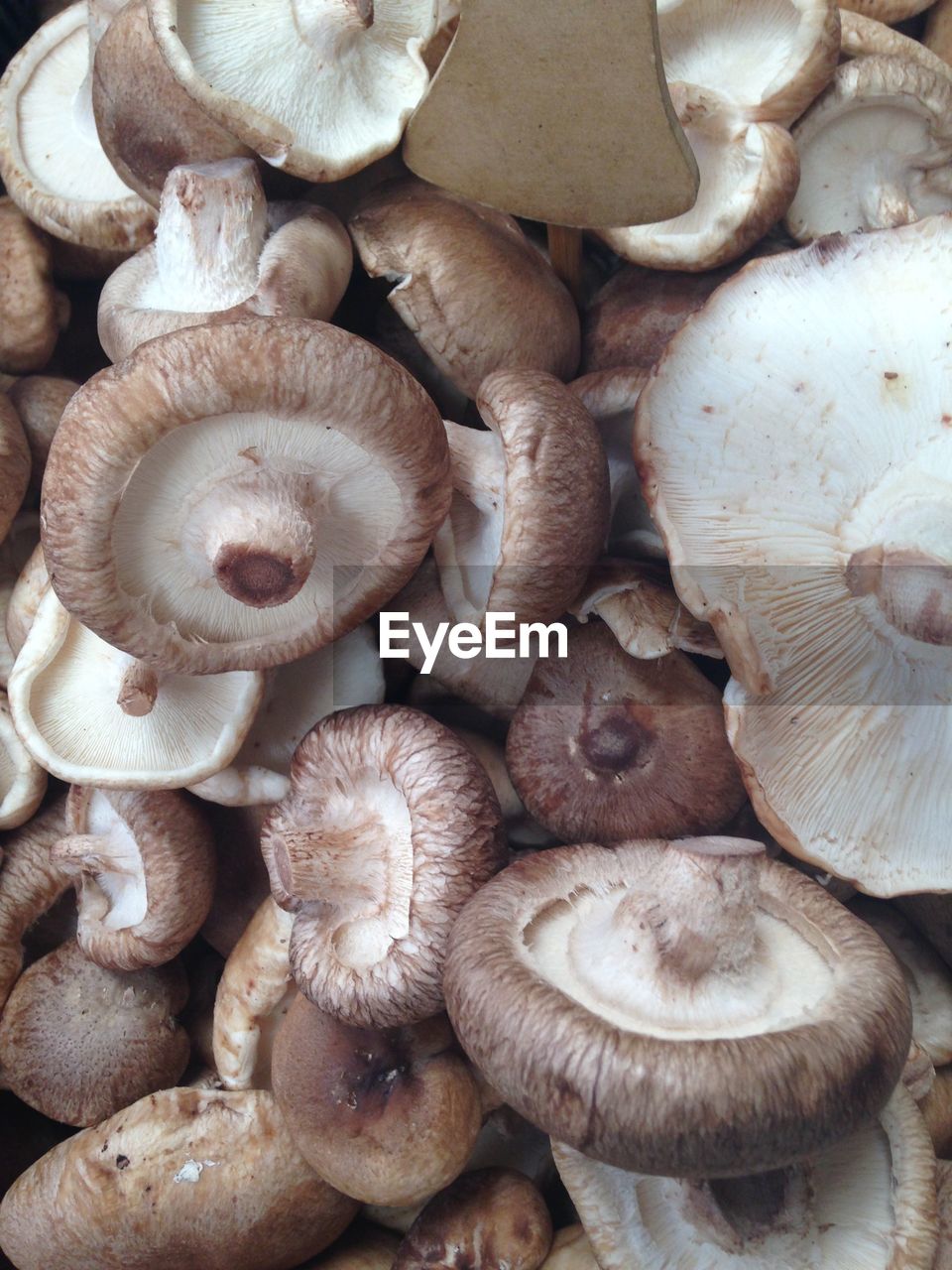 Full frame shot of edible mushrooms for sale at market