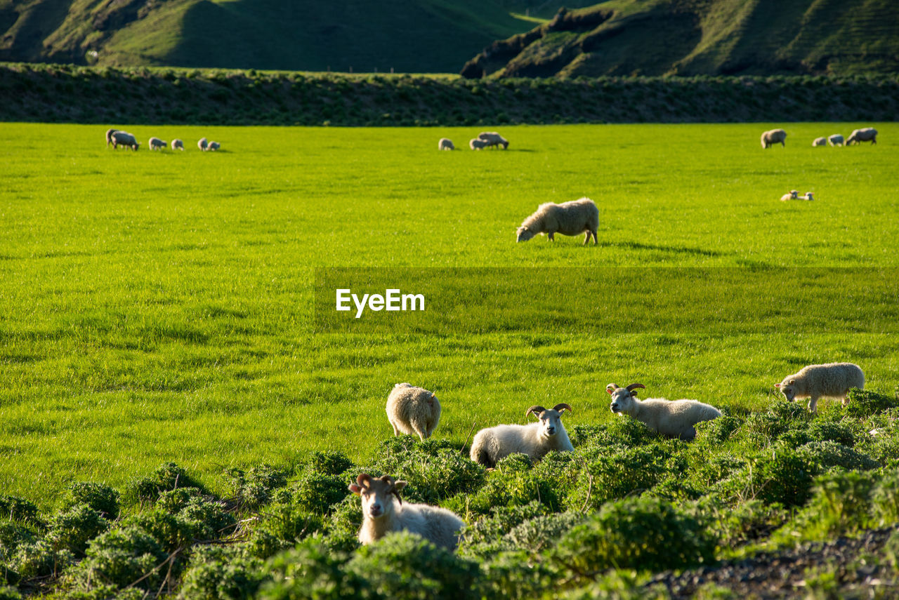 Icelandic landscape with green hills and countryside grazing sheep, in the highlands, iceland