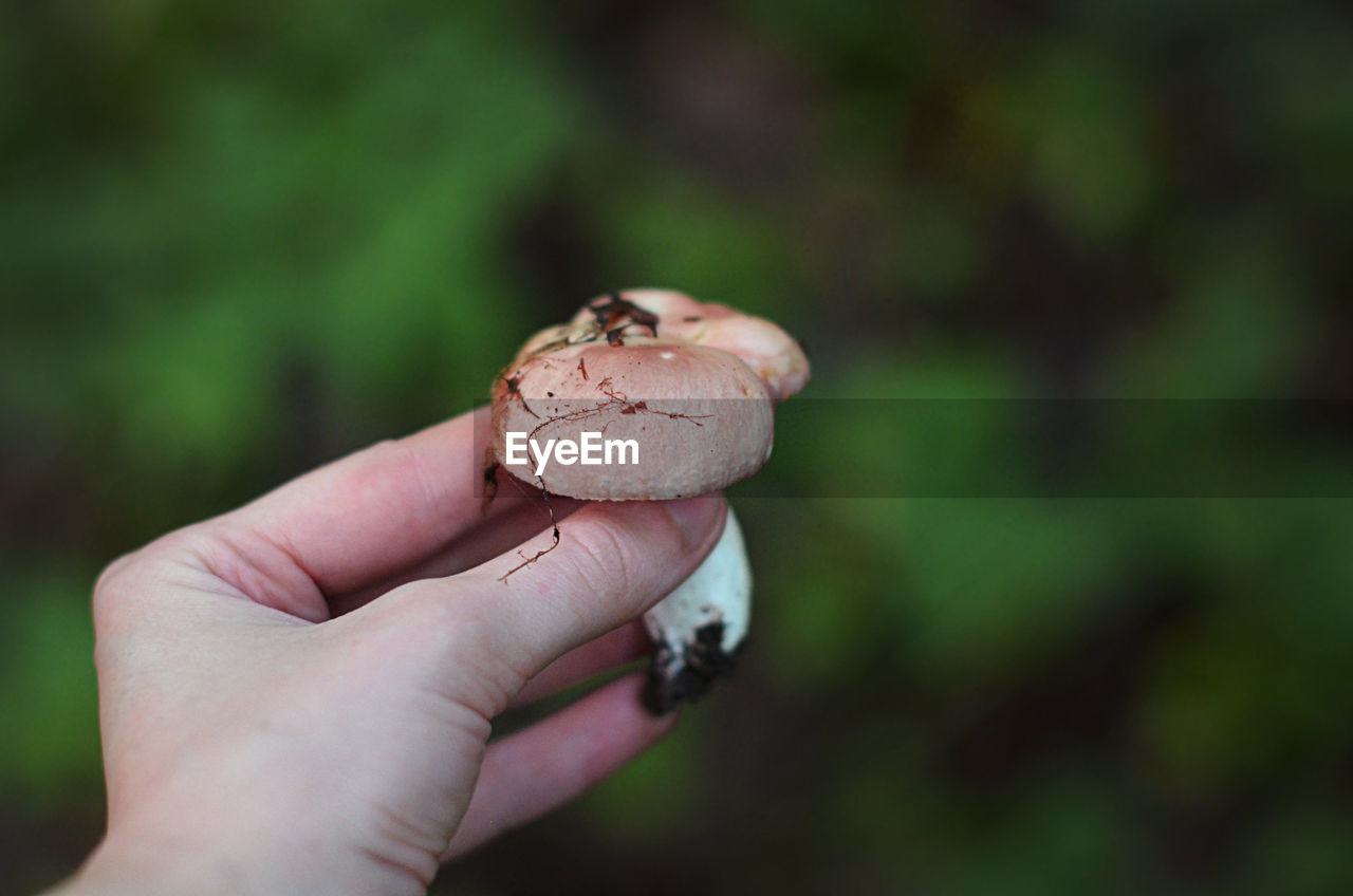 Close-up of woman hand holding mushroom