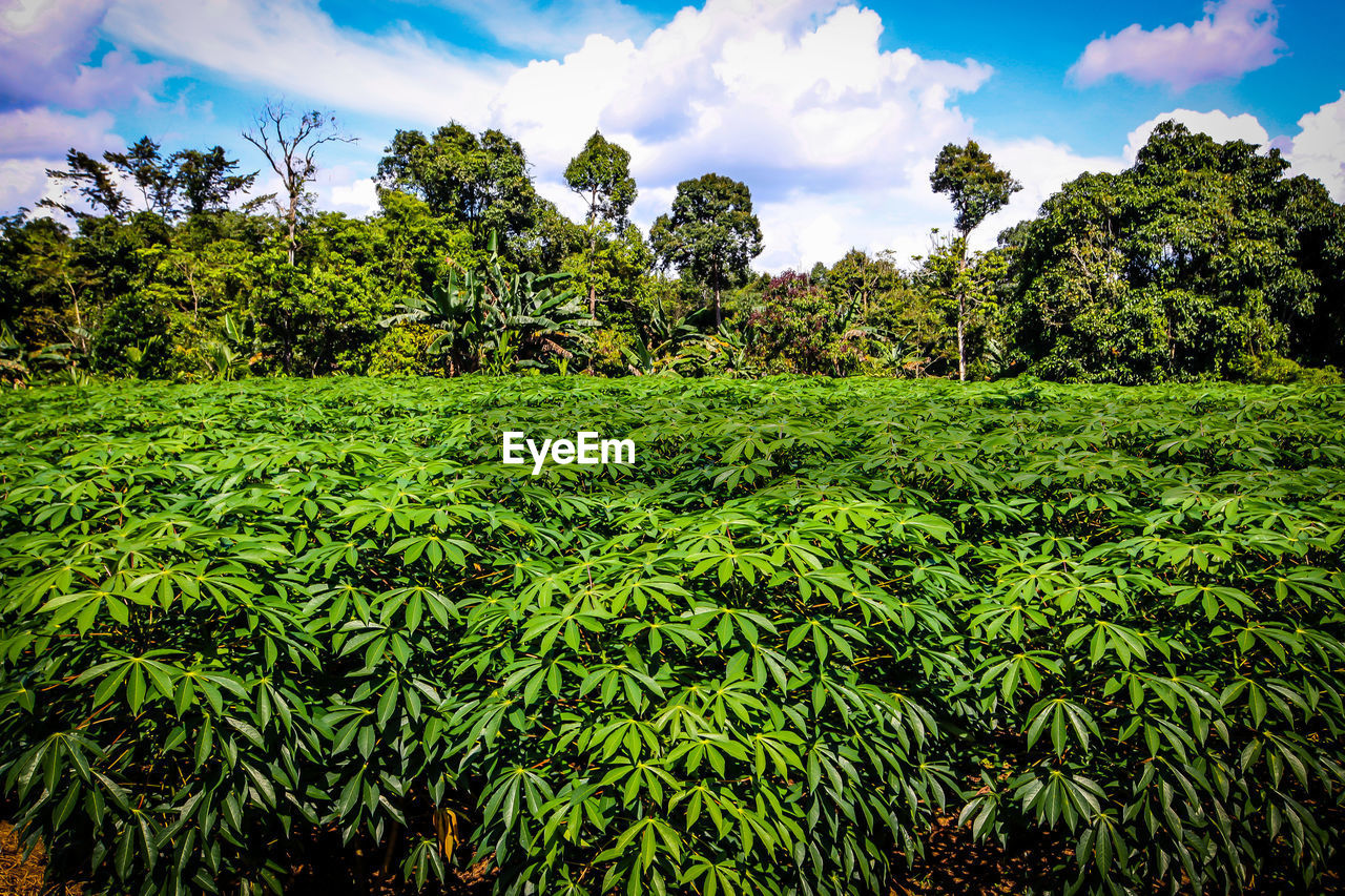 PLANTS GROWING ON FIELD AGAINST SKY